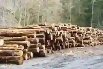 Orman Ürünleri Sektörü